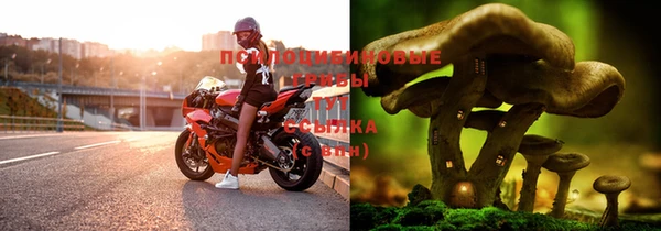 ГАЛЛЮЦИНОГЕННЫЕ ГРИБЫ Володарск